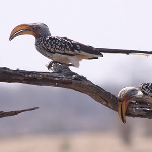 Birding Safari with professional guides who are avid birders with decades of experience. Tailor-made trips to suit all your Birding species habitats.