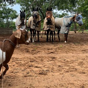 Goats just love Wild Bhiza Horses